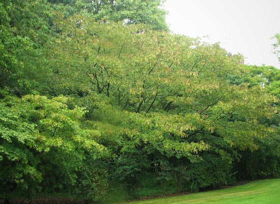 Acer cissifolium